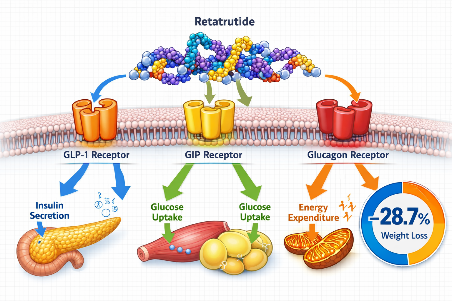 Landscape format (1536x1024) detailed scientific illustration showing three distinct cellular receptors (GLP-1, GIP, and glucagon) on cell m