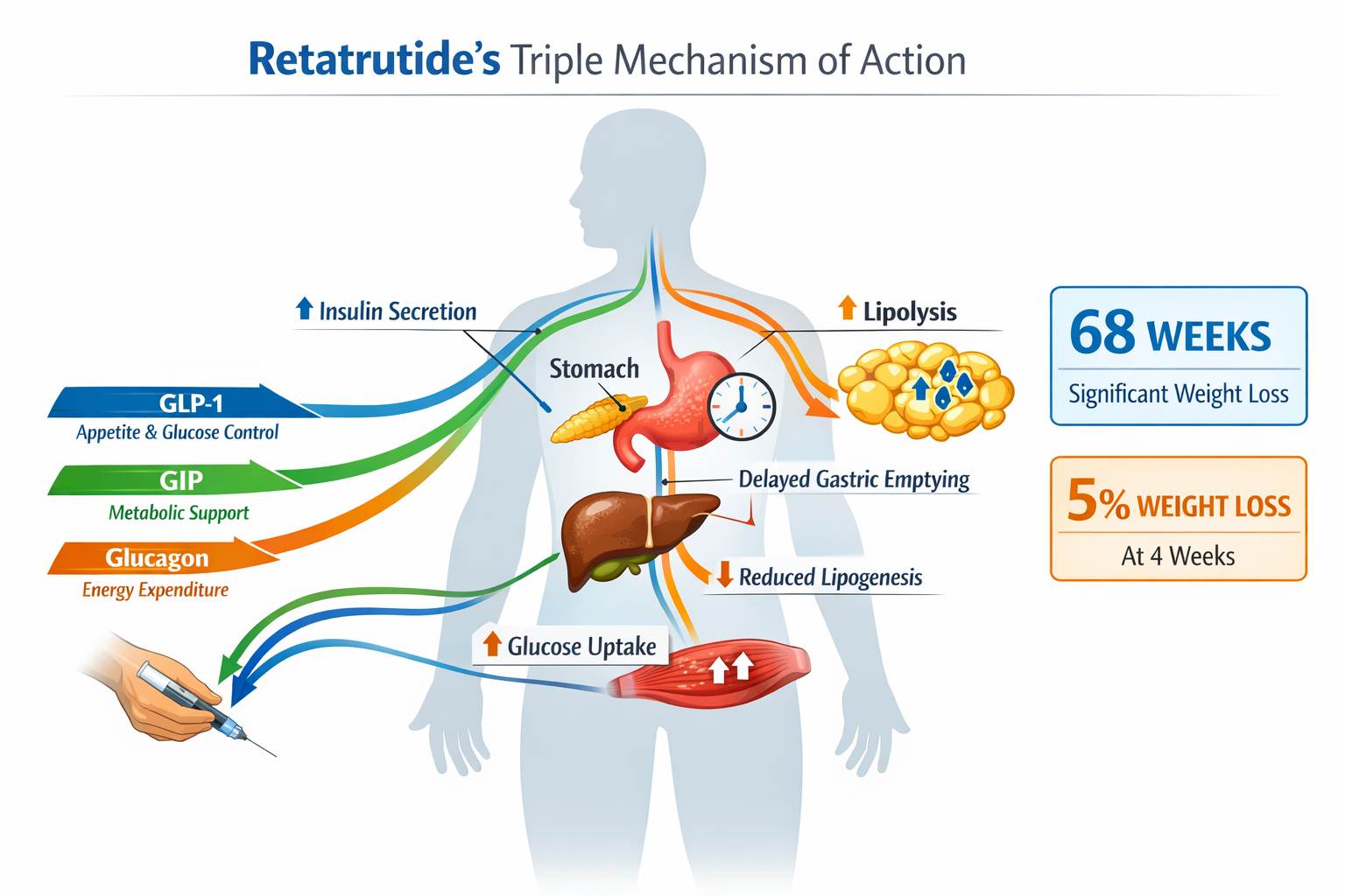 Landscape format (1536x1024) metabolic pathway diagram showing retatrutide's triple mechanism of action within human body silhouette. Centra