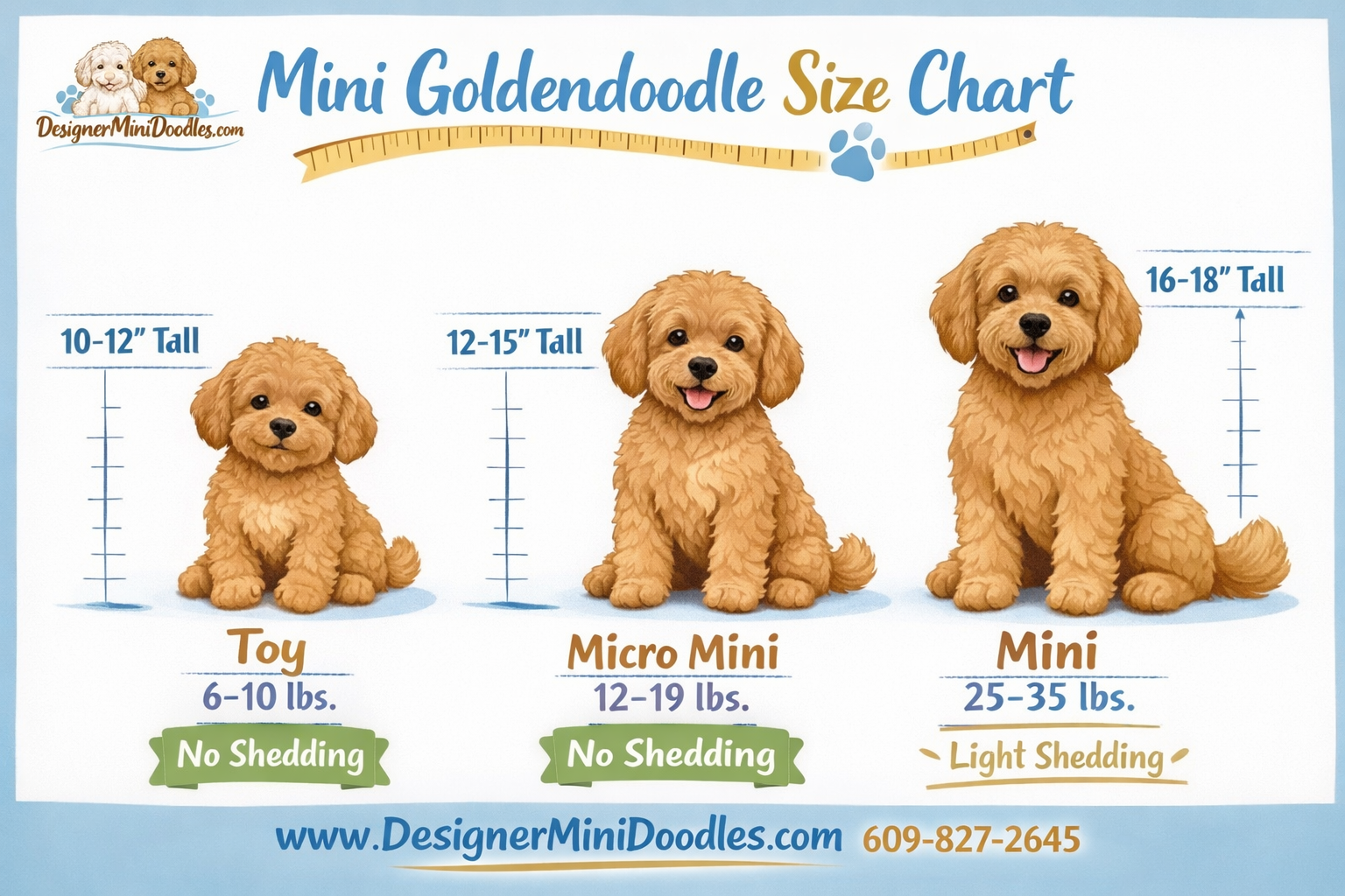 () infographic showing mini goldendoodle size chart with three categories displayed as cute illustrated dogs side by side: