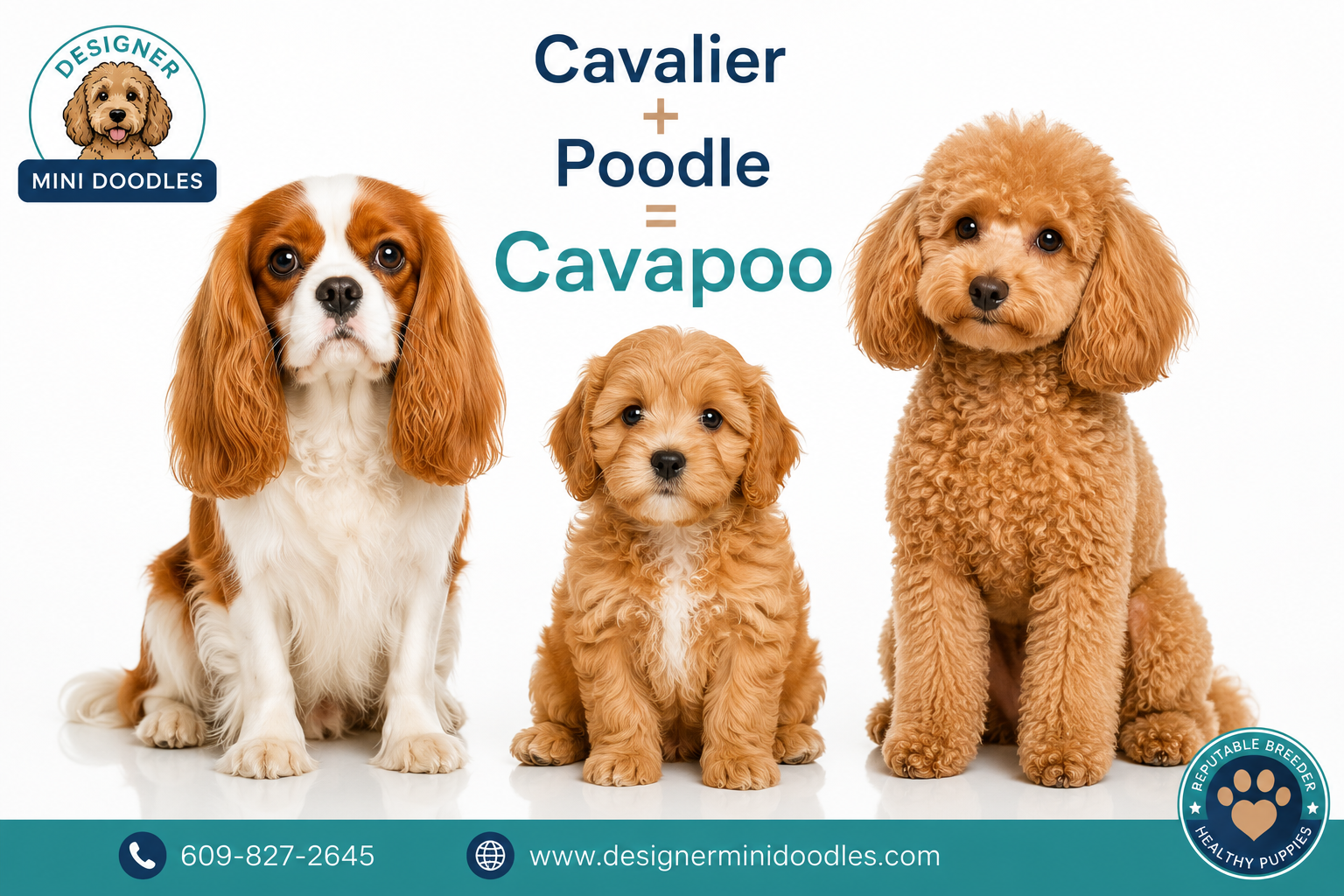 Cavapoo breeders in Florida