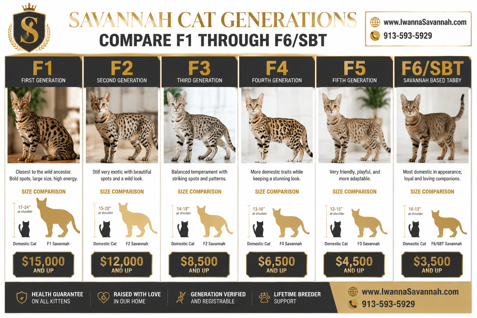 savannah cats for sale nearby