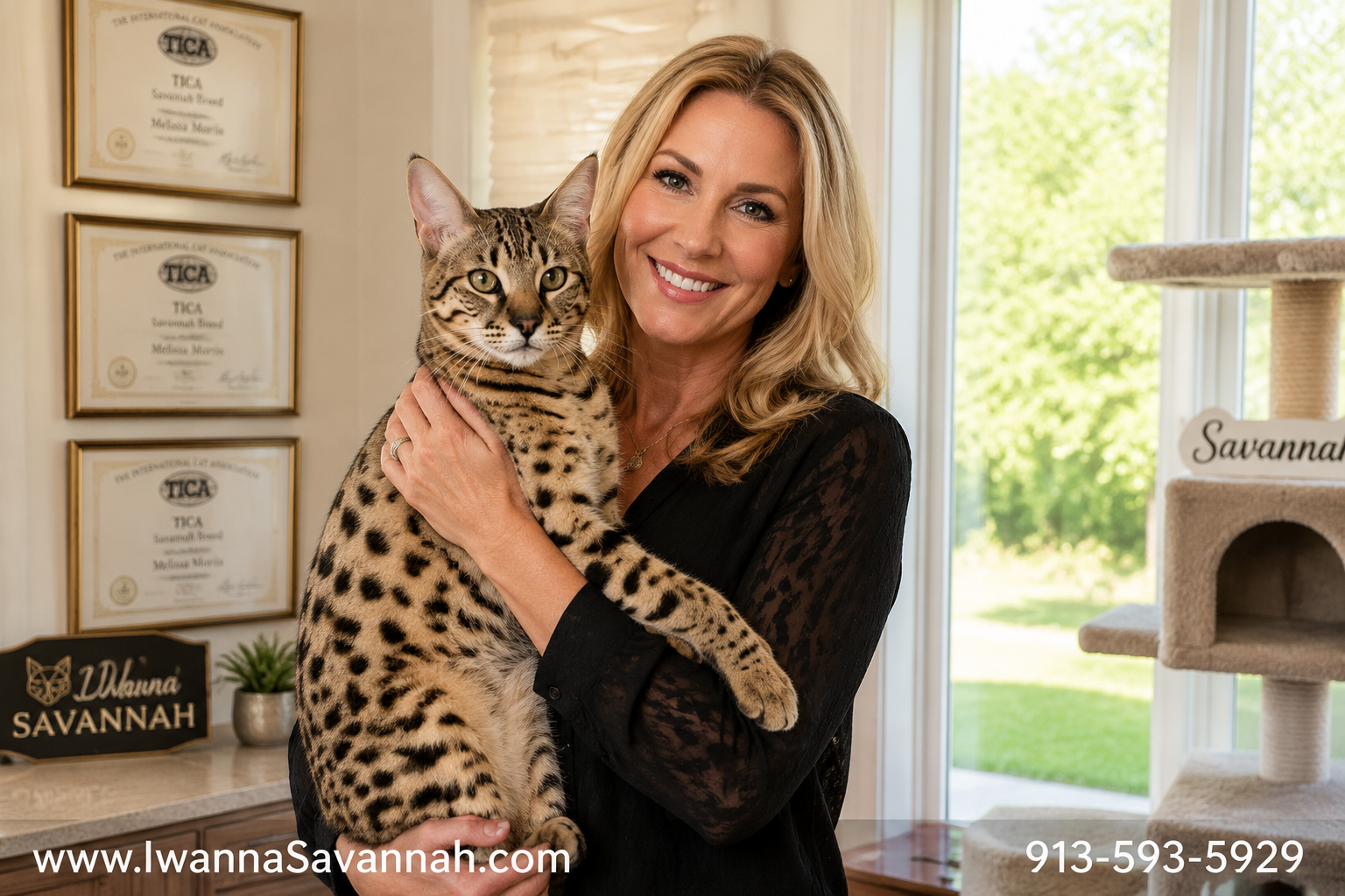Detailed () showing a professional female breeder (Melissa Morris style) gently holding a large spotted F1 Savannah cat in a