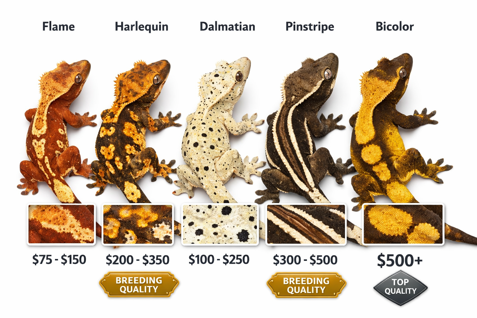 Landscape format (1536x1024) visual comparison chart showing different crested gecko morphs side by side - flame, harlequin, dalmatian, pins