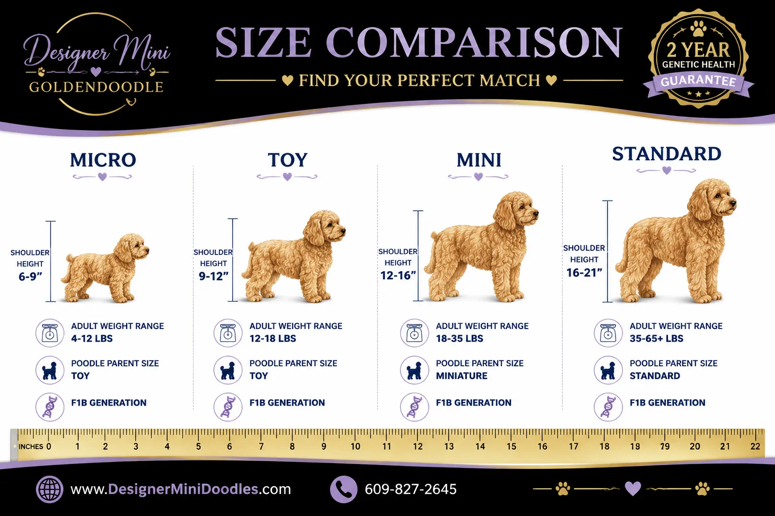 mini goldendoodle Illinois