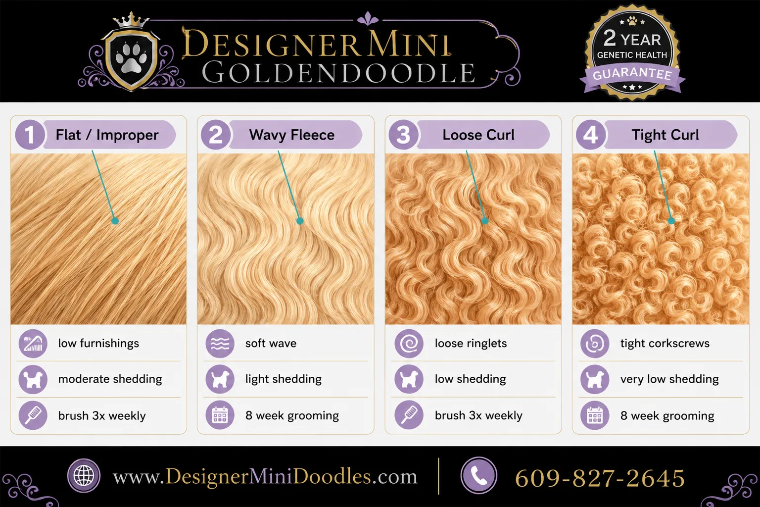 Do Mini Goldendoodles Shed, and What Are the Coat Types?