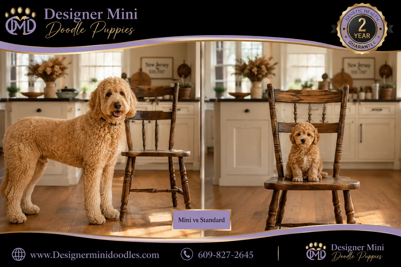 mini golden doodle puppies New Jersey