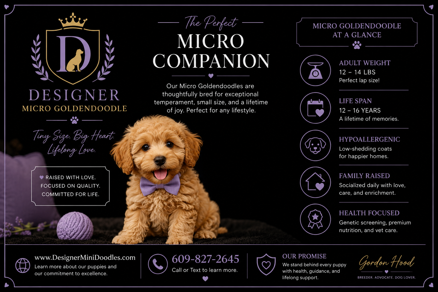 goldendoodle mini puppy