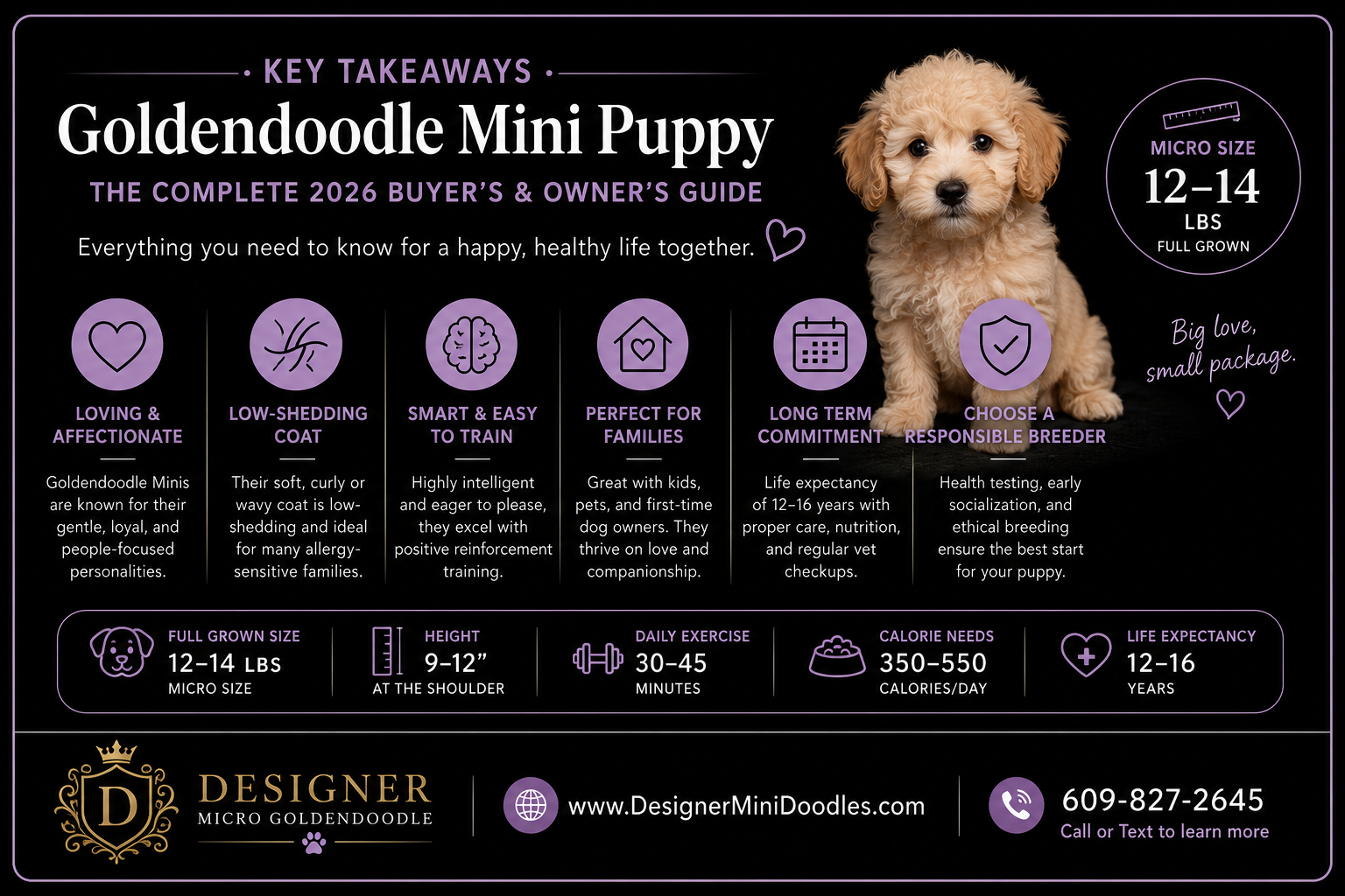 Mini Goldendoodle Temperament and Personality