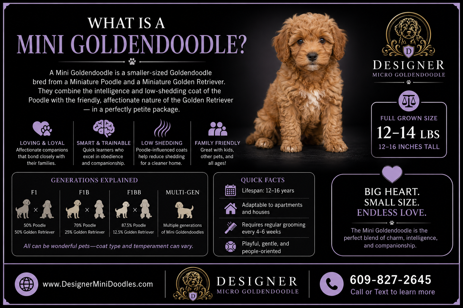 goldendoodle mini puppy