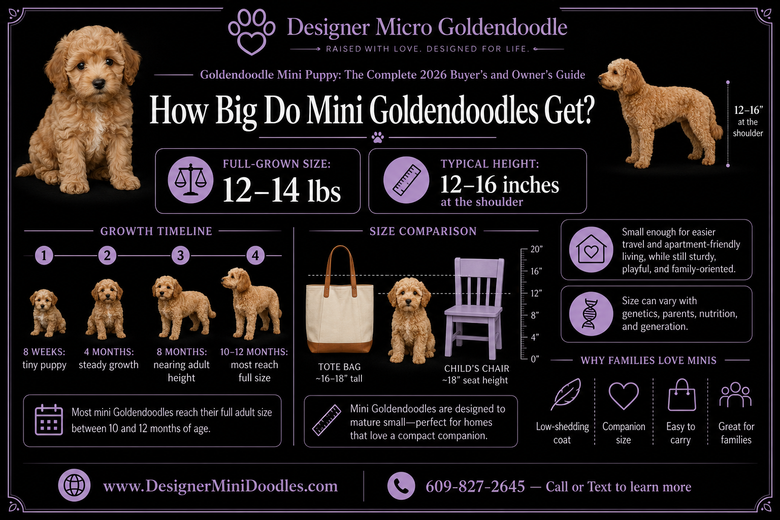goldendoodle mini puppy