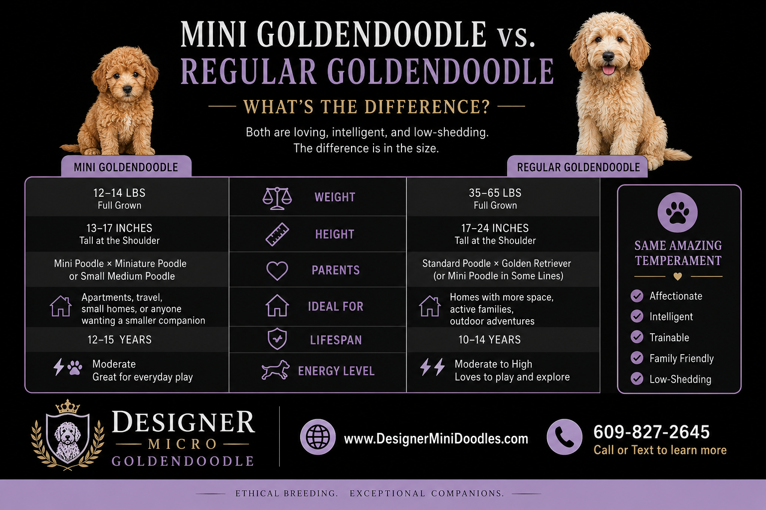 Mini Goldendoodle Puppy Care