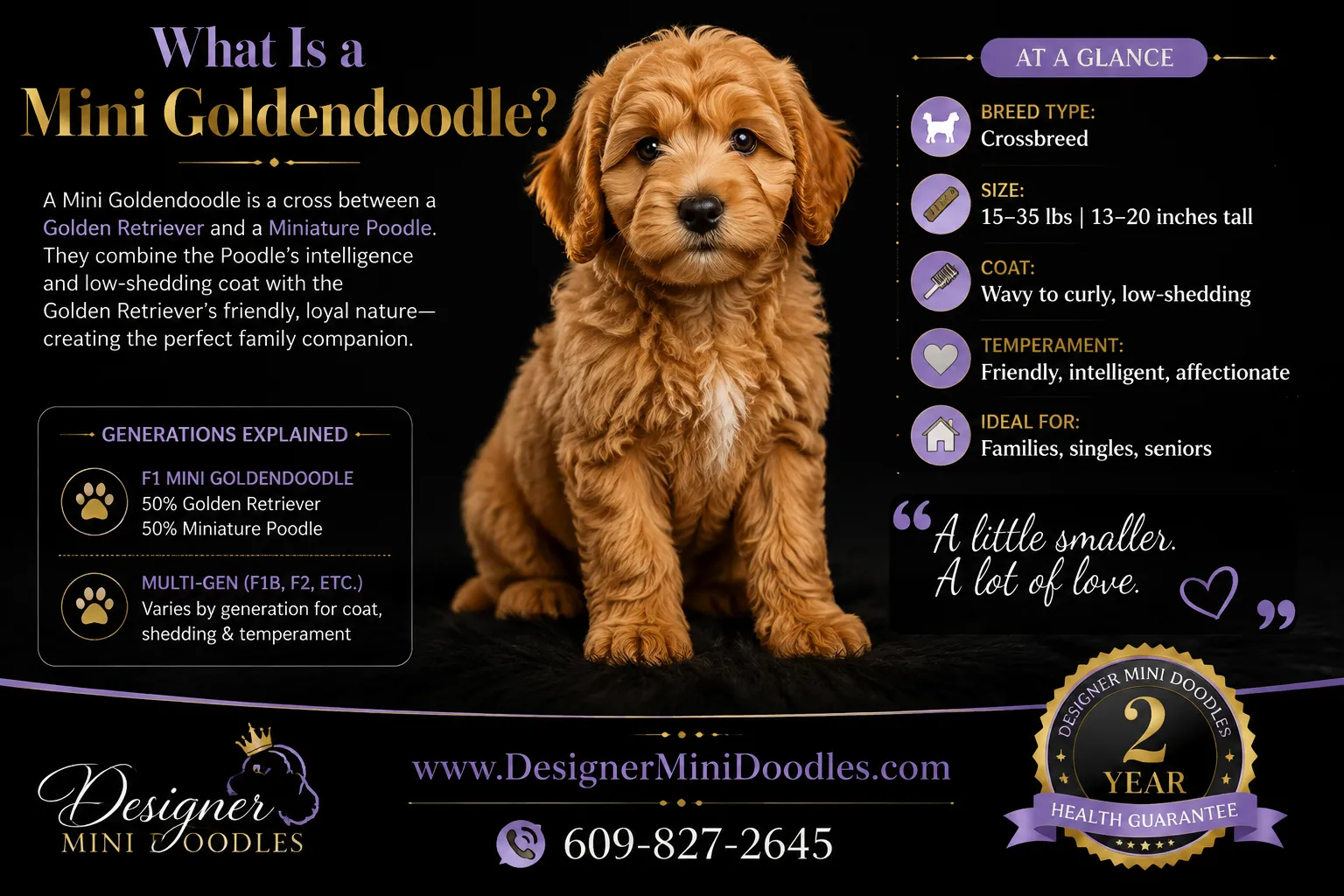 Goldendoodle Mini