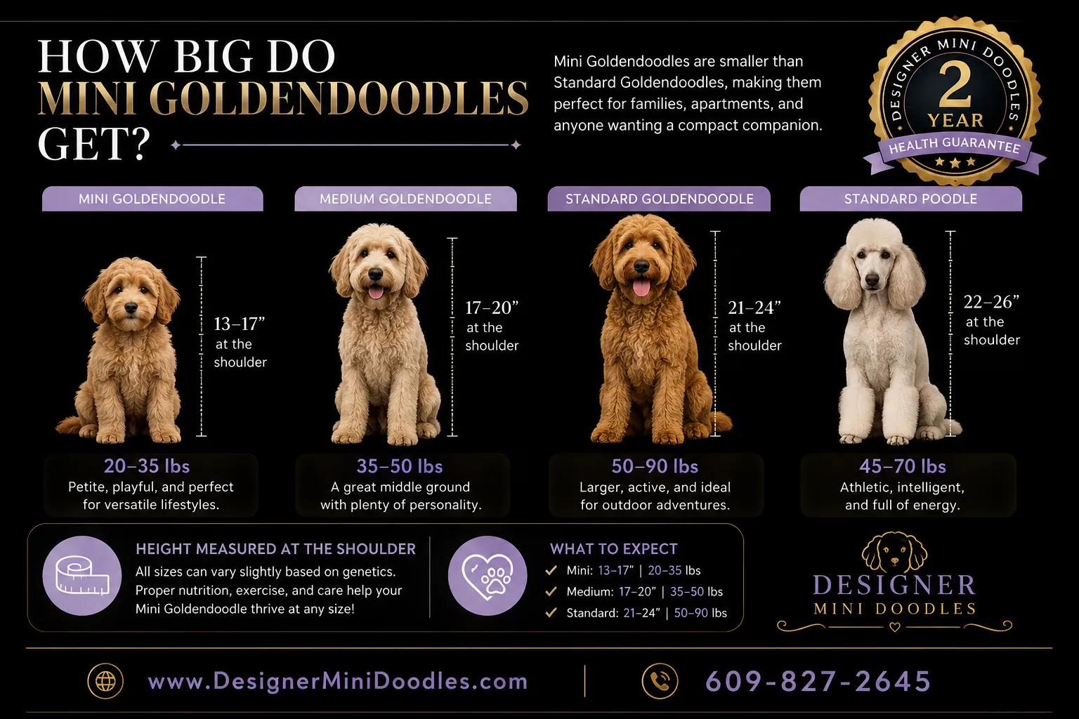 Are Mini Goldendoodles Easy to Train?