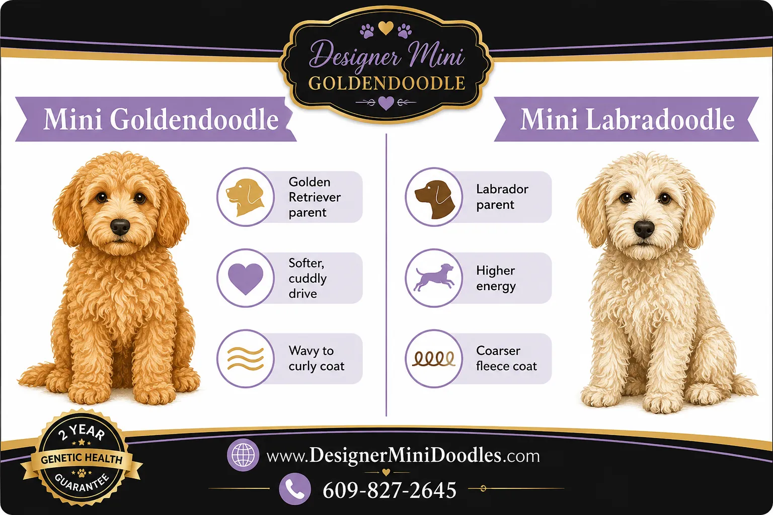 mini goldendoodle New Jersey