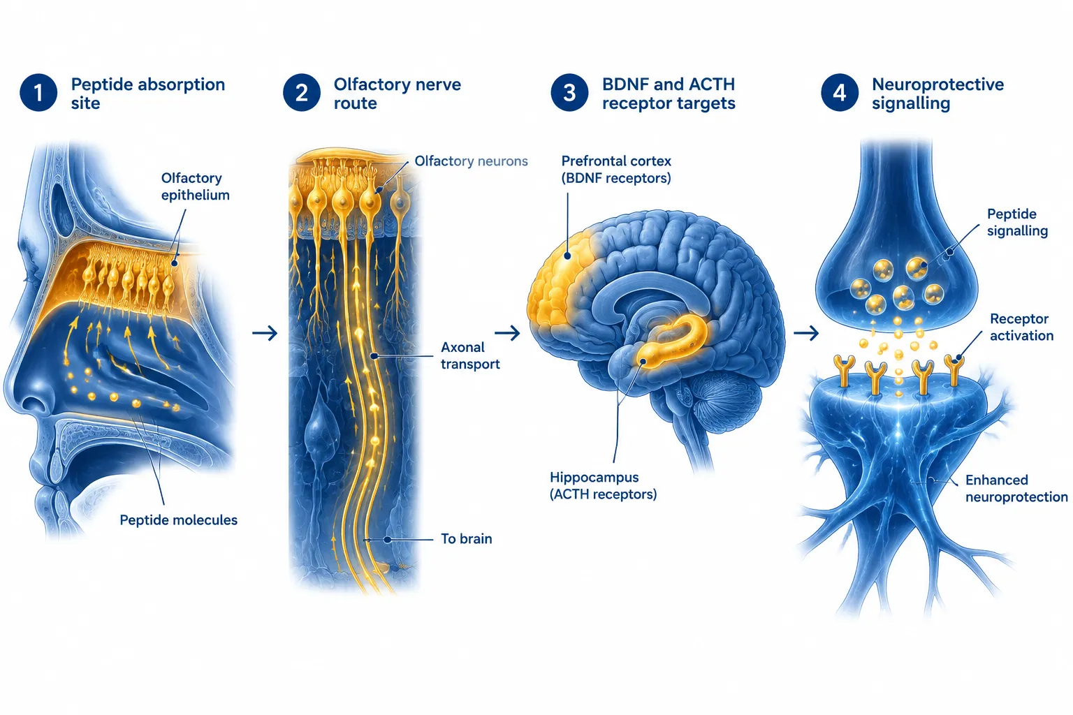 Semax and Selank: Mechanisms and Evidence in the Context of Peptides and Polypeptides in Nervous System Research