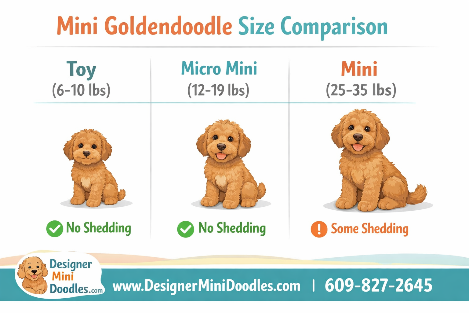 () informational infographic showing mini goldendoodle size comparison chart with three columns: Toy (6-10 lbs) with small