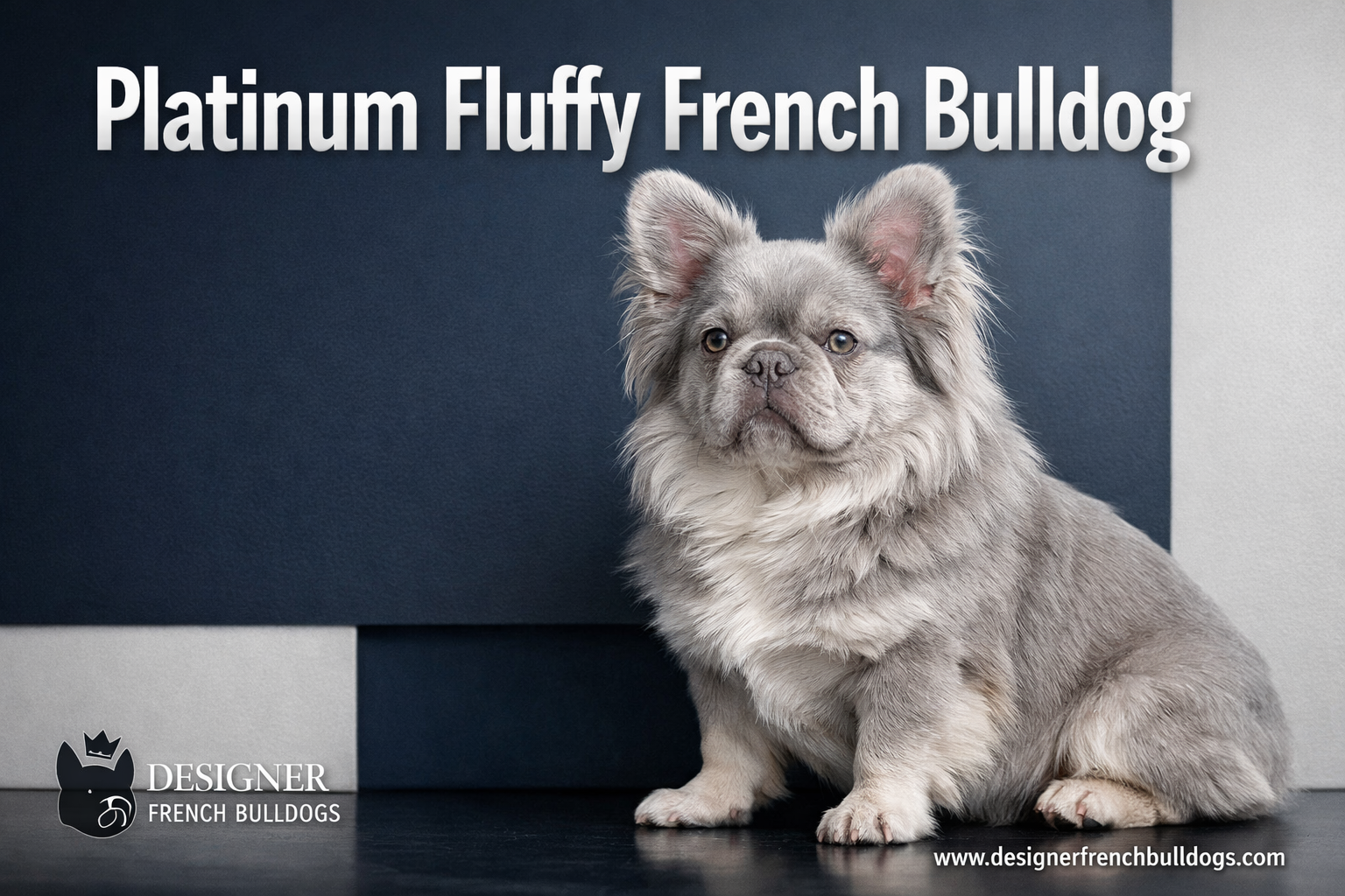 Professional landscape format (1536x1024) hero image featuring a stunning platinum fluffy French Bulldog with luxurious long coat in silvery