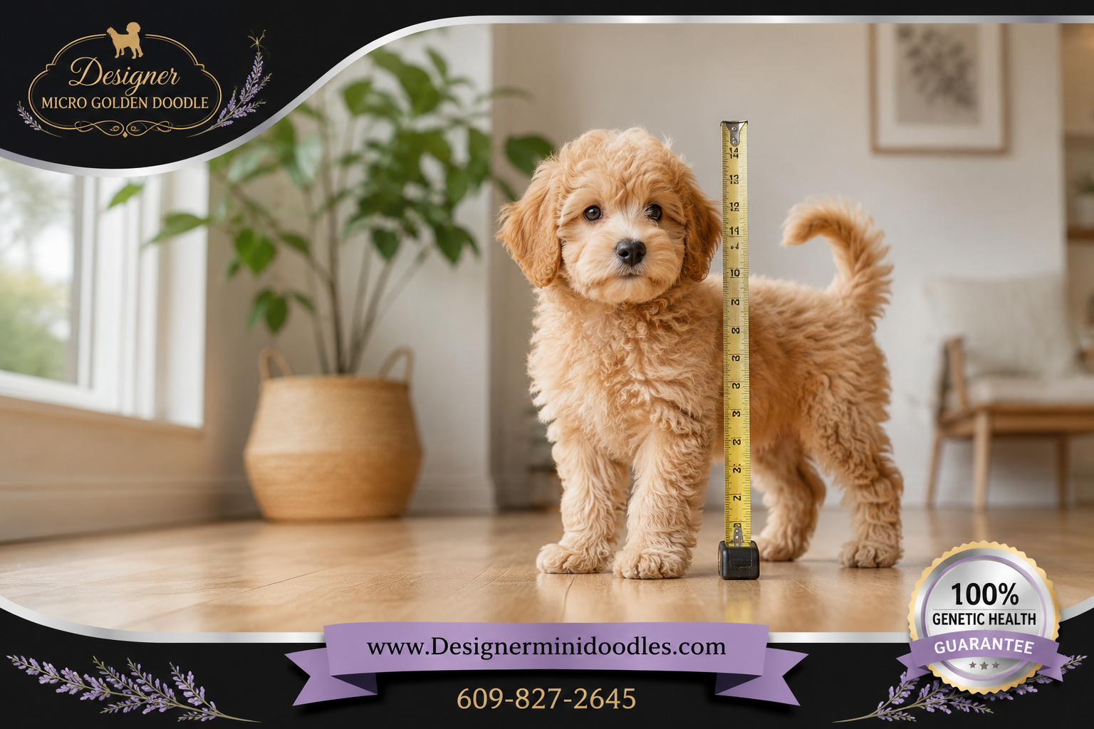 micro golden doodle