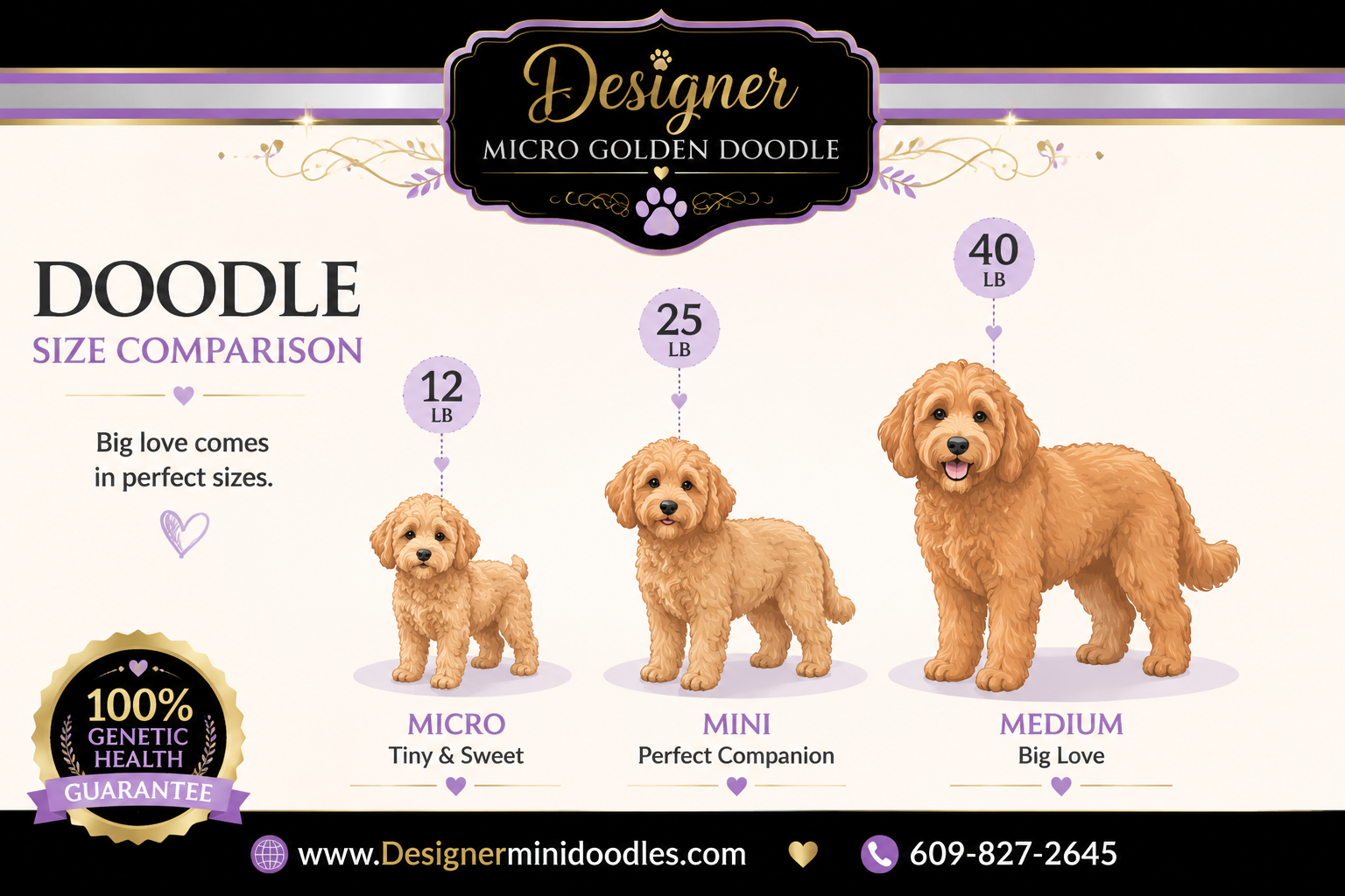 Micro Goldendoodle vs Mini Goldendoodle: What's the Difference?