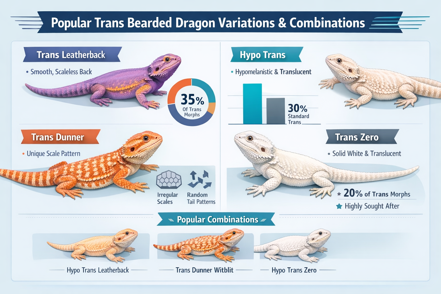 Professional landscape infographic (1536x1024) for article "Trans Bearded Dragon: The Complete Guide to This Stunning Morph in 2026", sectio