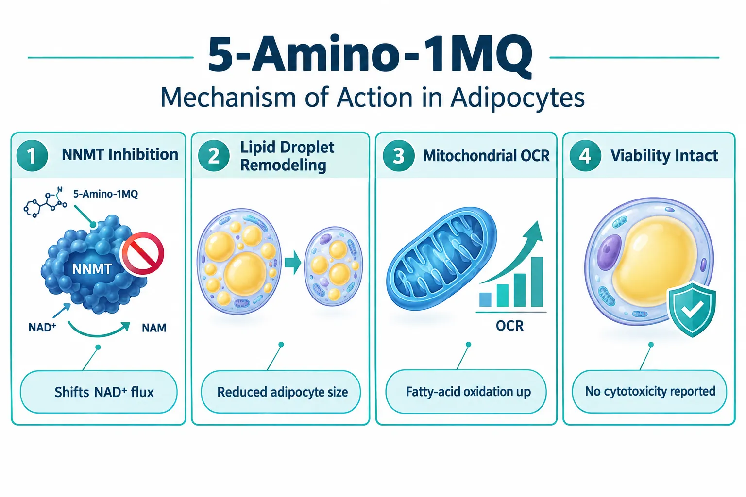 How 5-Amino-1MQ Rewires Adipocyte Metabolism