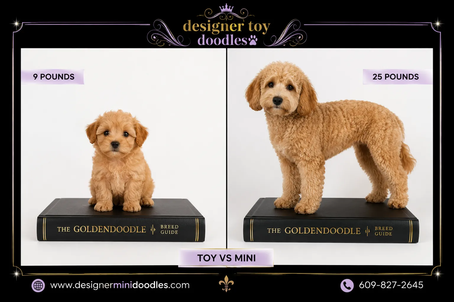 Toy Goldendoodle vs Mini Goldendoodle: Size Difference Explained