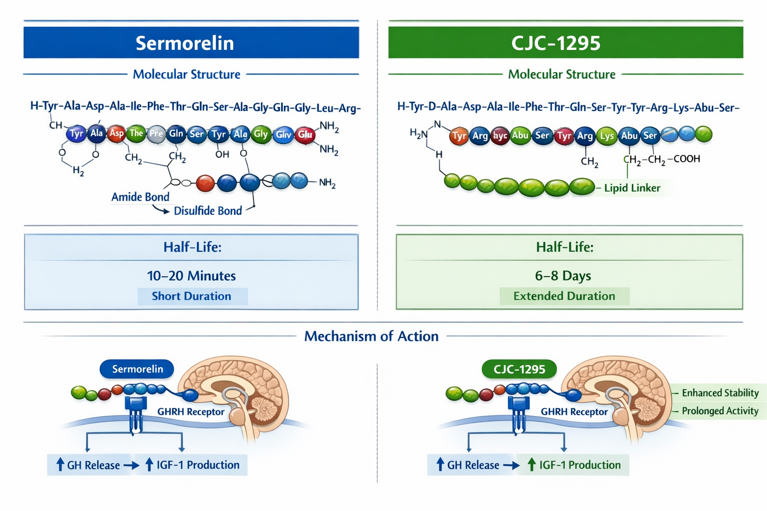 Detailed infographic comparing serm and CJC-1295 molecular structures side by side, showing amino acid sequences, half-life difference