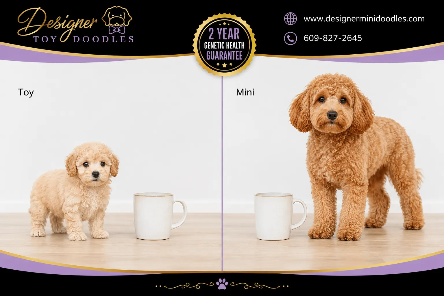 toy goldendoodle highland park