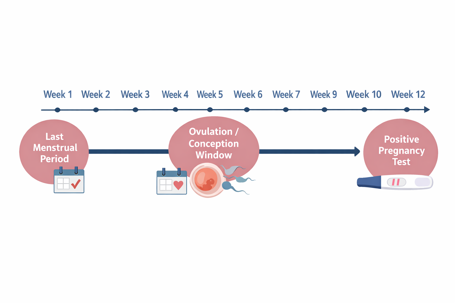 () editorial infographic illustration showing a horizontal pregnancy timeline arrow from 'Last Menstrual Period' through