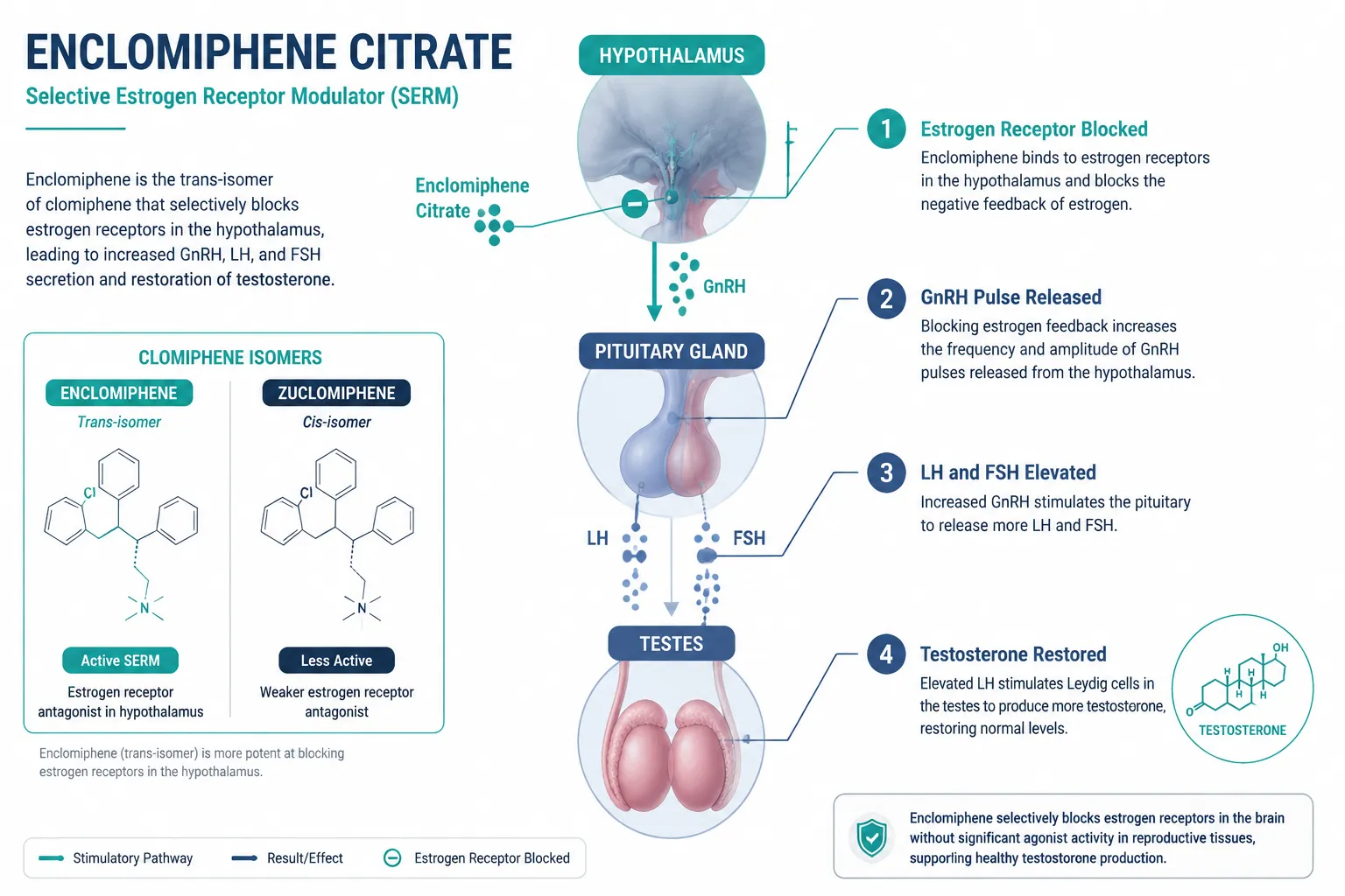How Enclomiphene Citrate Works as a Selective Estrogen Receptor Modulator