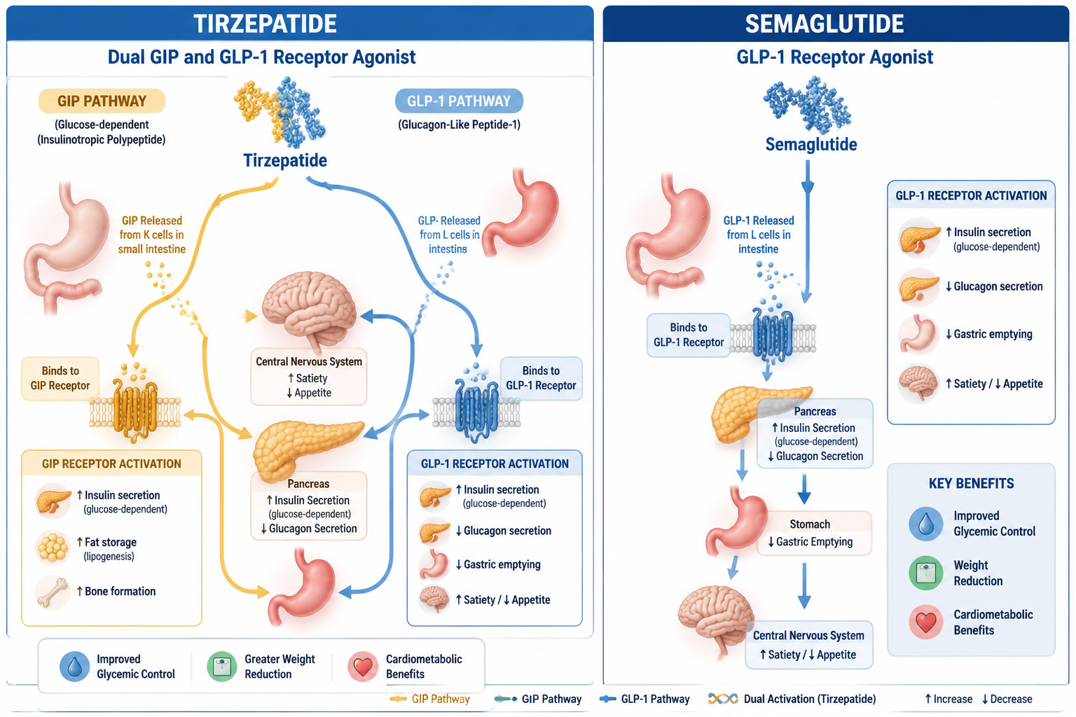 What is working mechanism of tirzepatide and semaglutide on the body