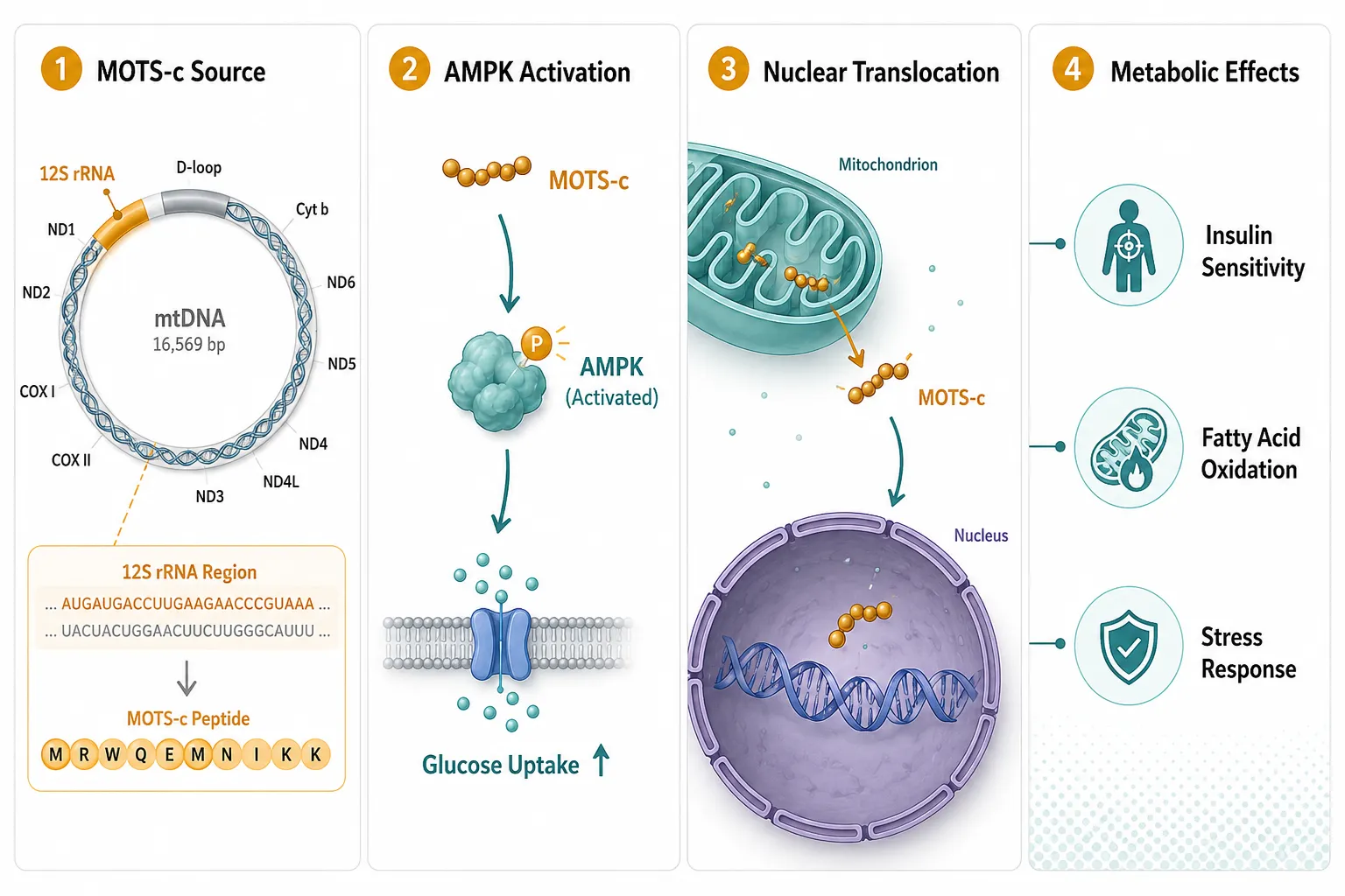 MOTS-c: A Mitochondrial Peptide That Speaks to the Nucleus
