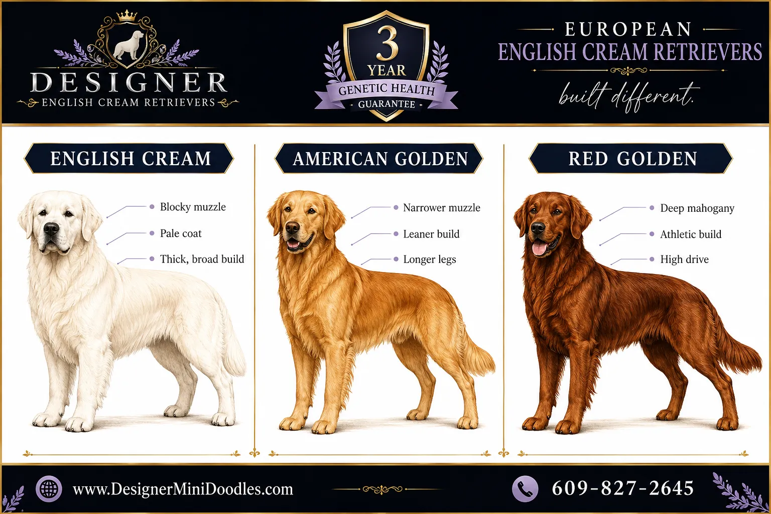 english cream golden retriever puppies for sale