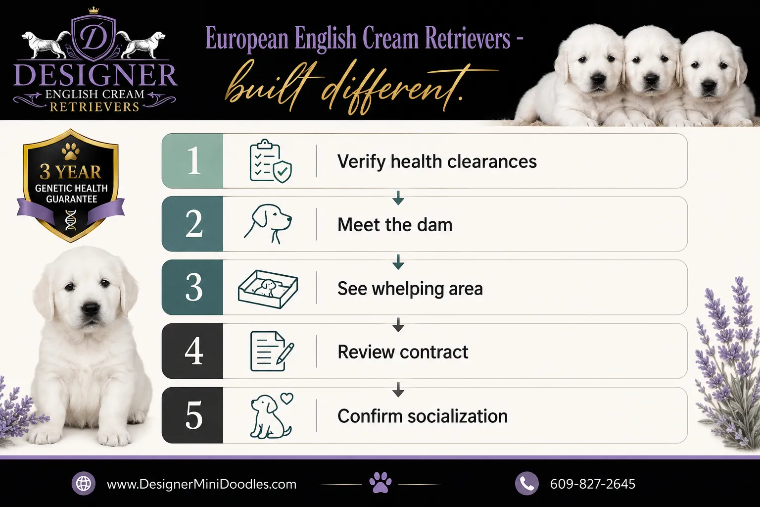 english cream golden retriever puppies for sale