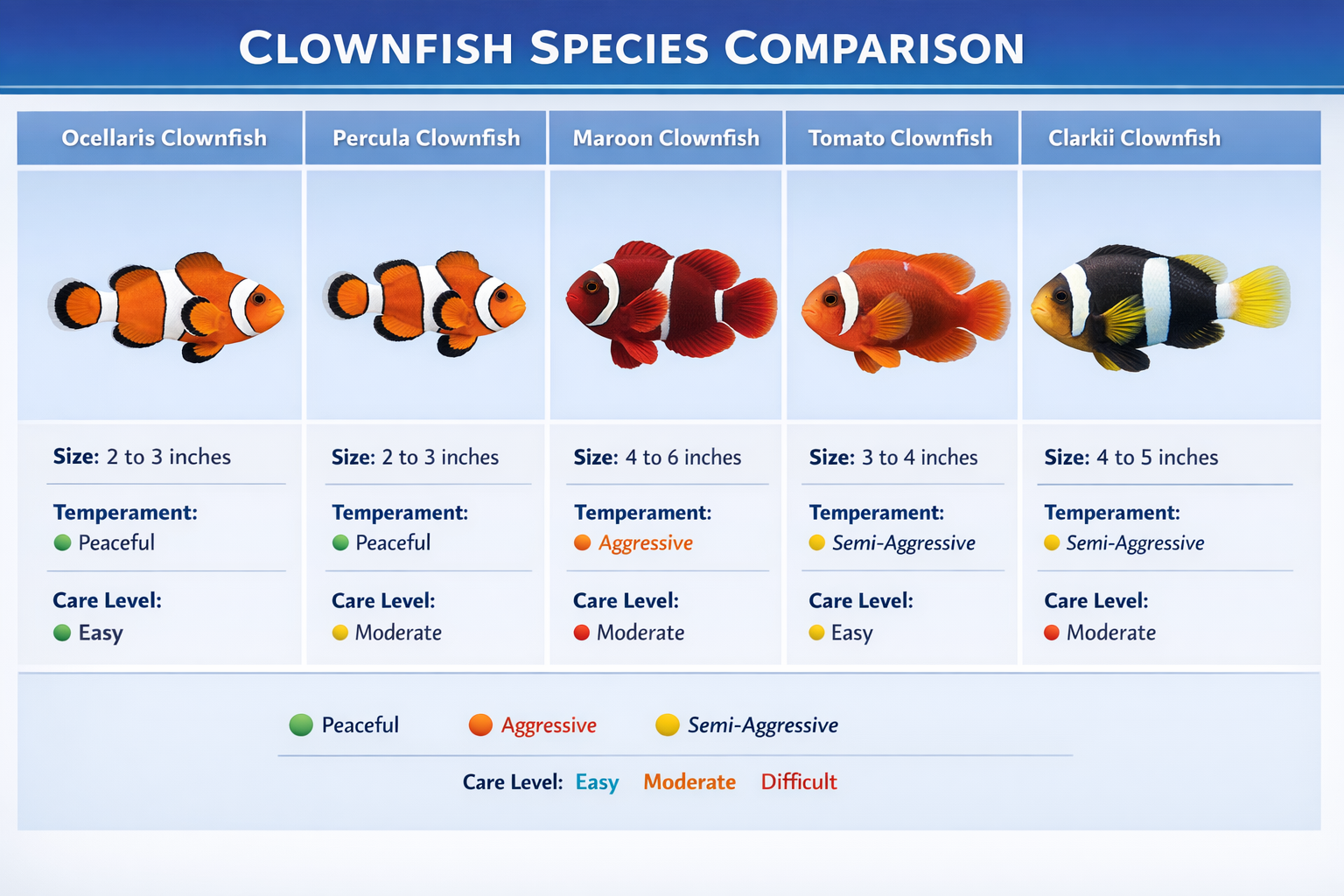 Comprehensive comparison chart displaying different clownfish species in grid format: Ocellaris, Percula, Maroon, Tomato, and Clarkii clownf