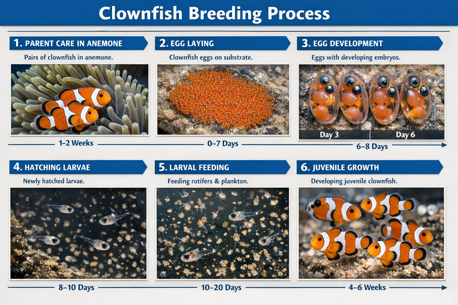 Step-by-step visual guide showing clownfish breeding process from egg laying to juvenile development. Sequential photography showing anemone