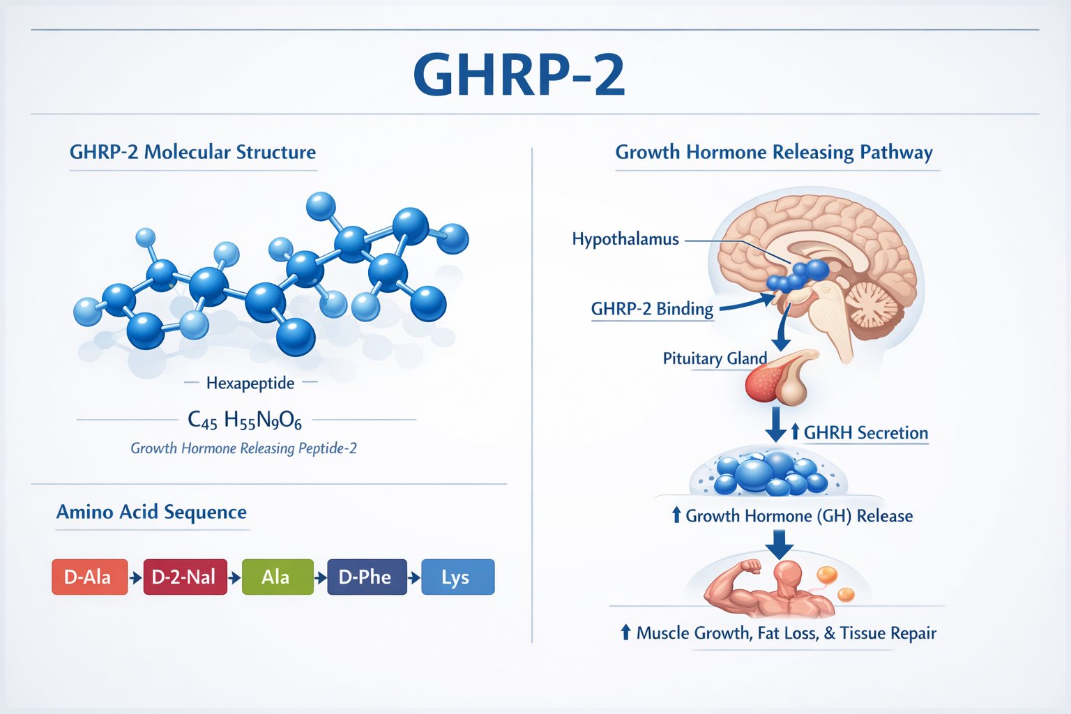 Scientific infographic showing GHRP-2 peptide molecular structure with hexapeptide chain visualization, amino acid sequence diagram, and gro