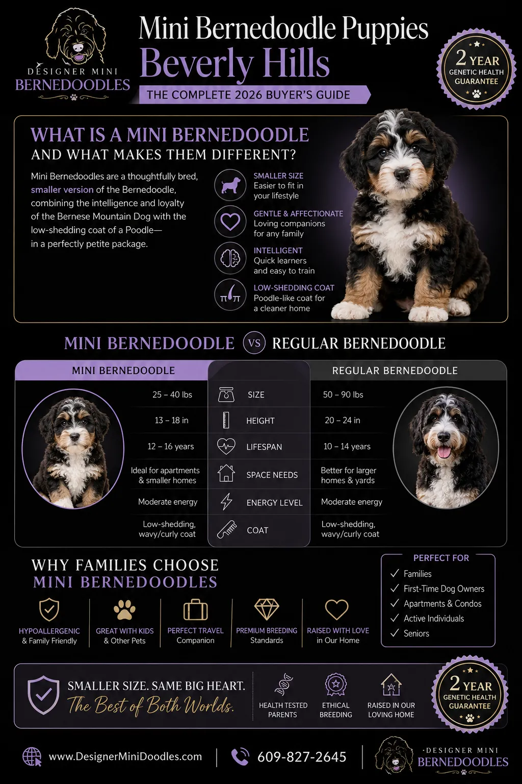 mini bernedoodle puppies Beverly Hills