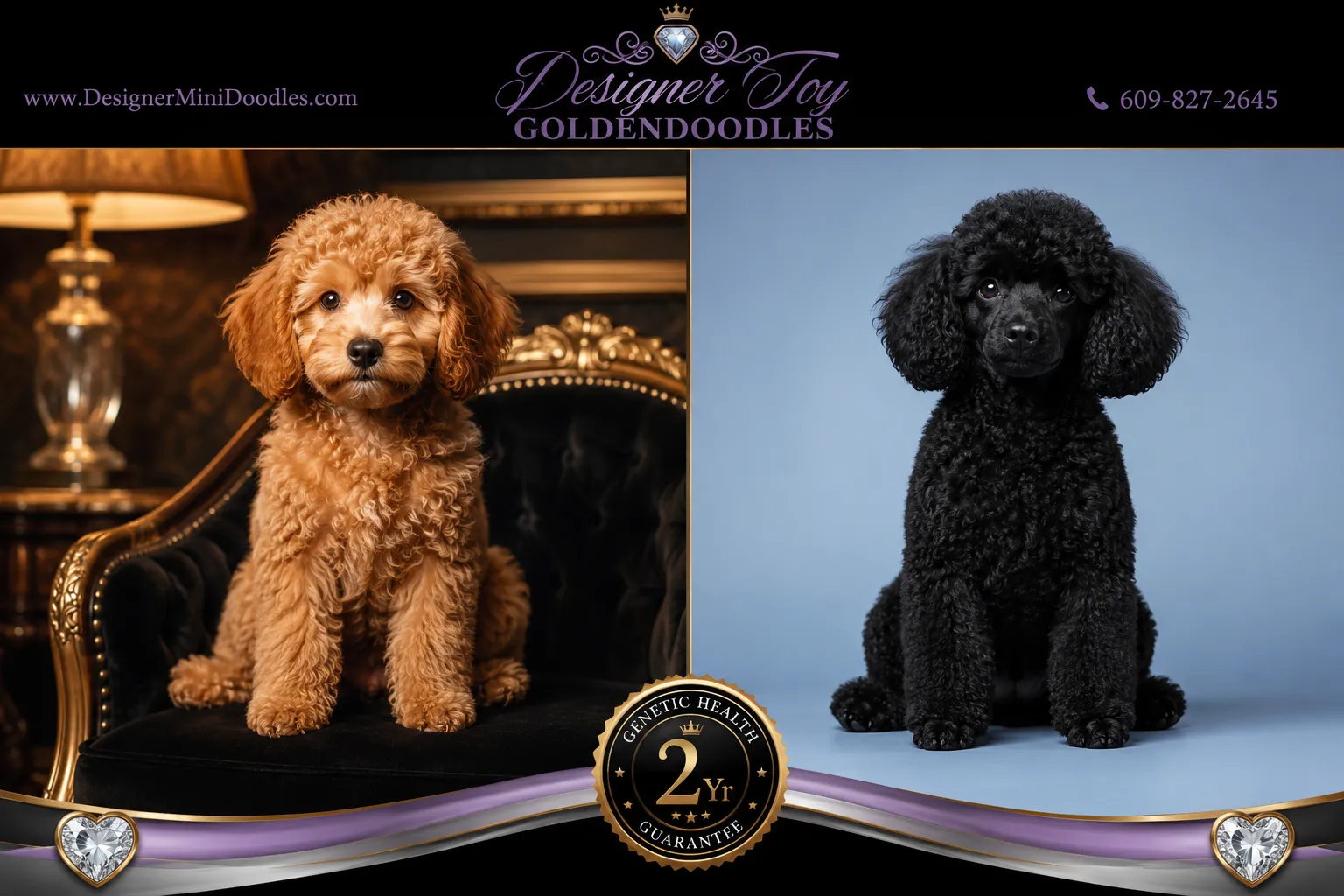 toy golden doodle