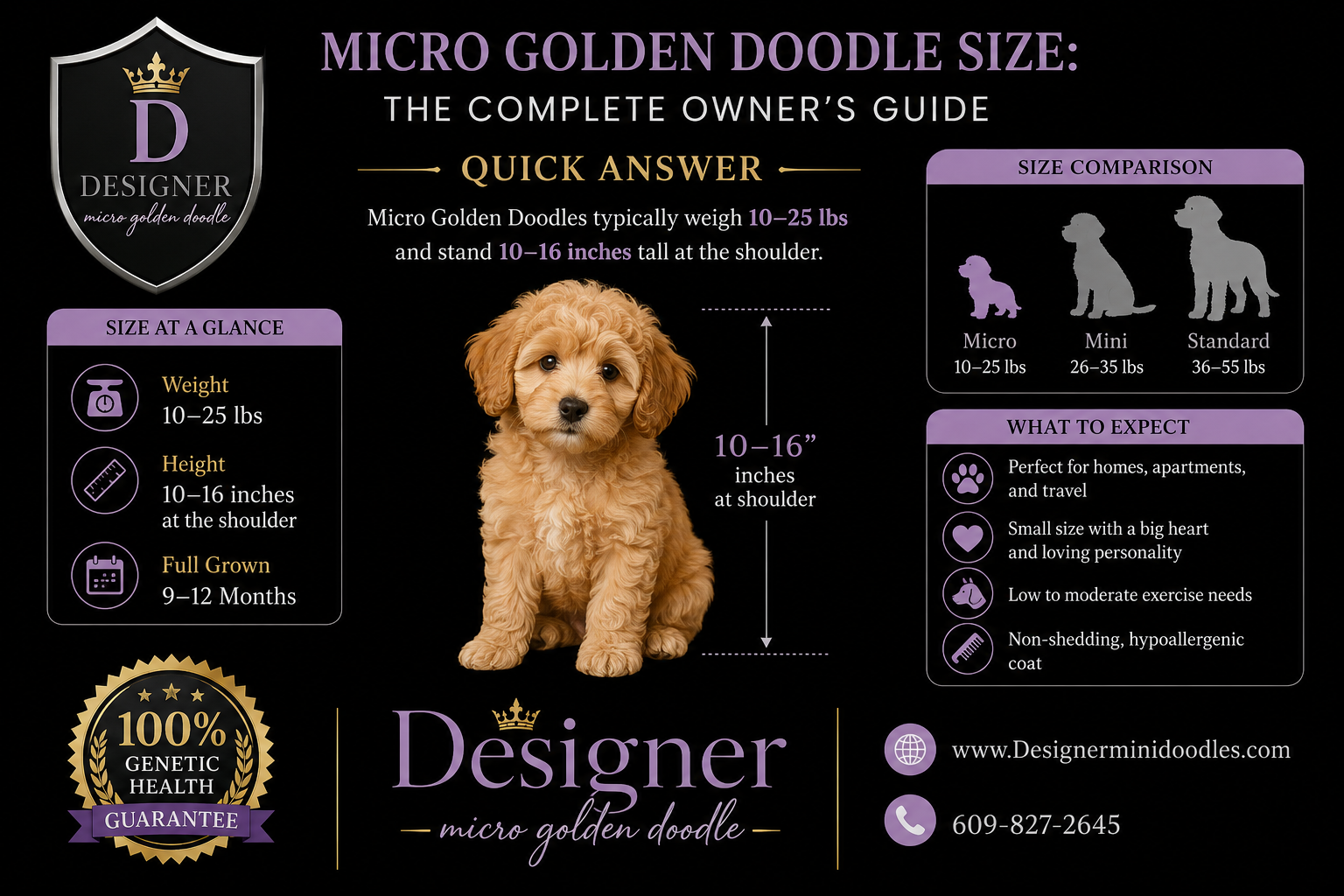 micro golden doodle size