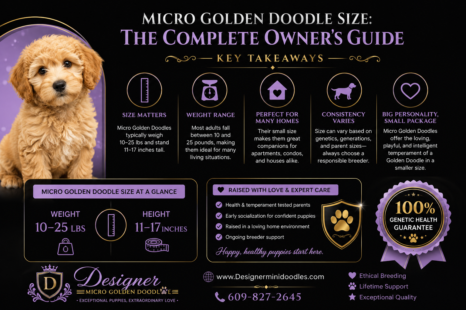 micro golden doodle size