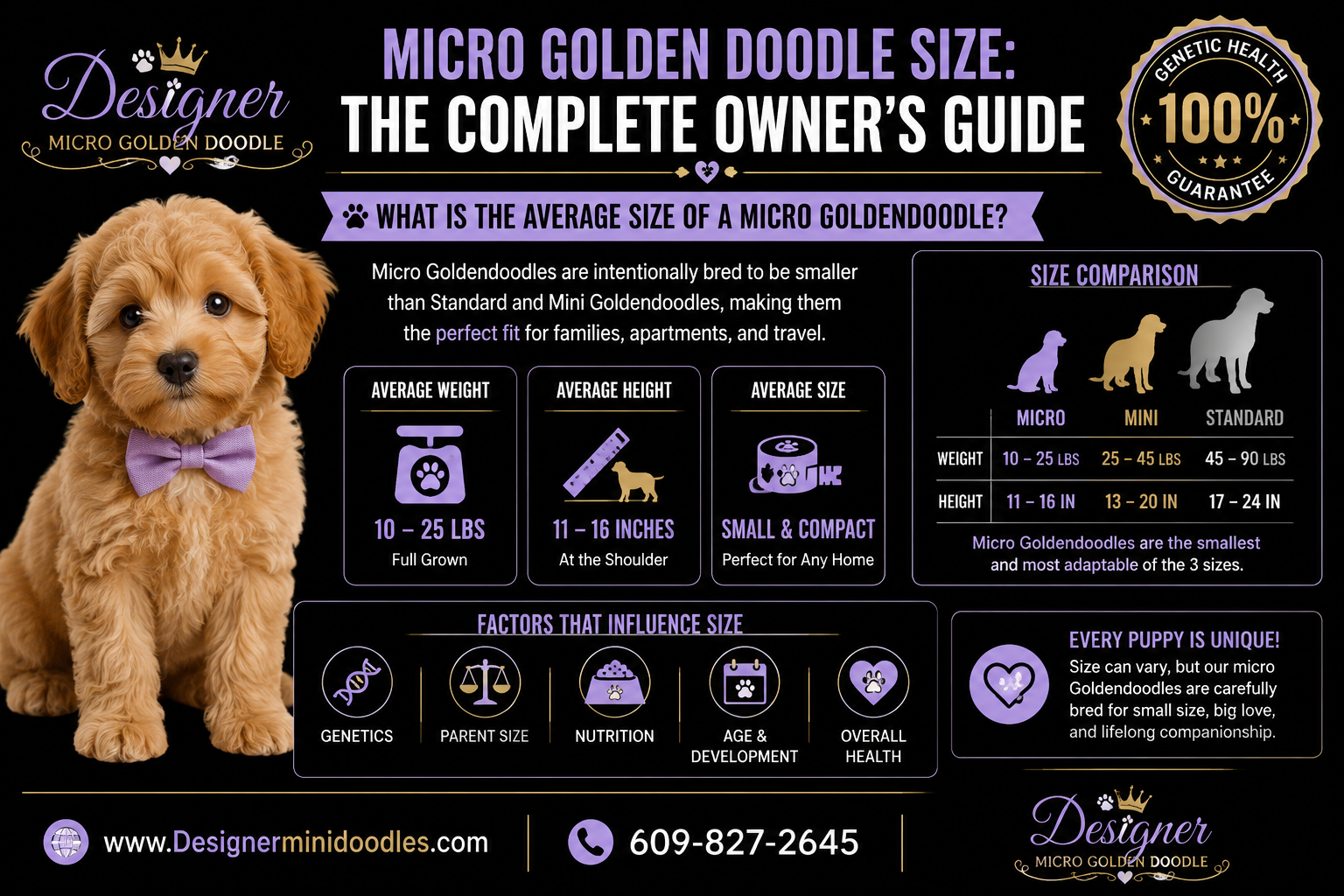 micro golden doodle size