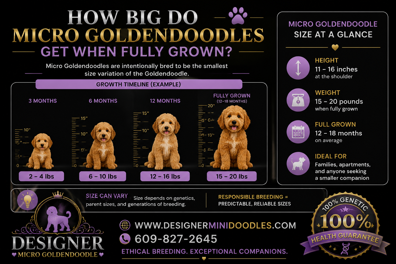 micro golden doodle size