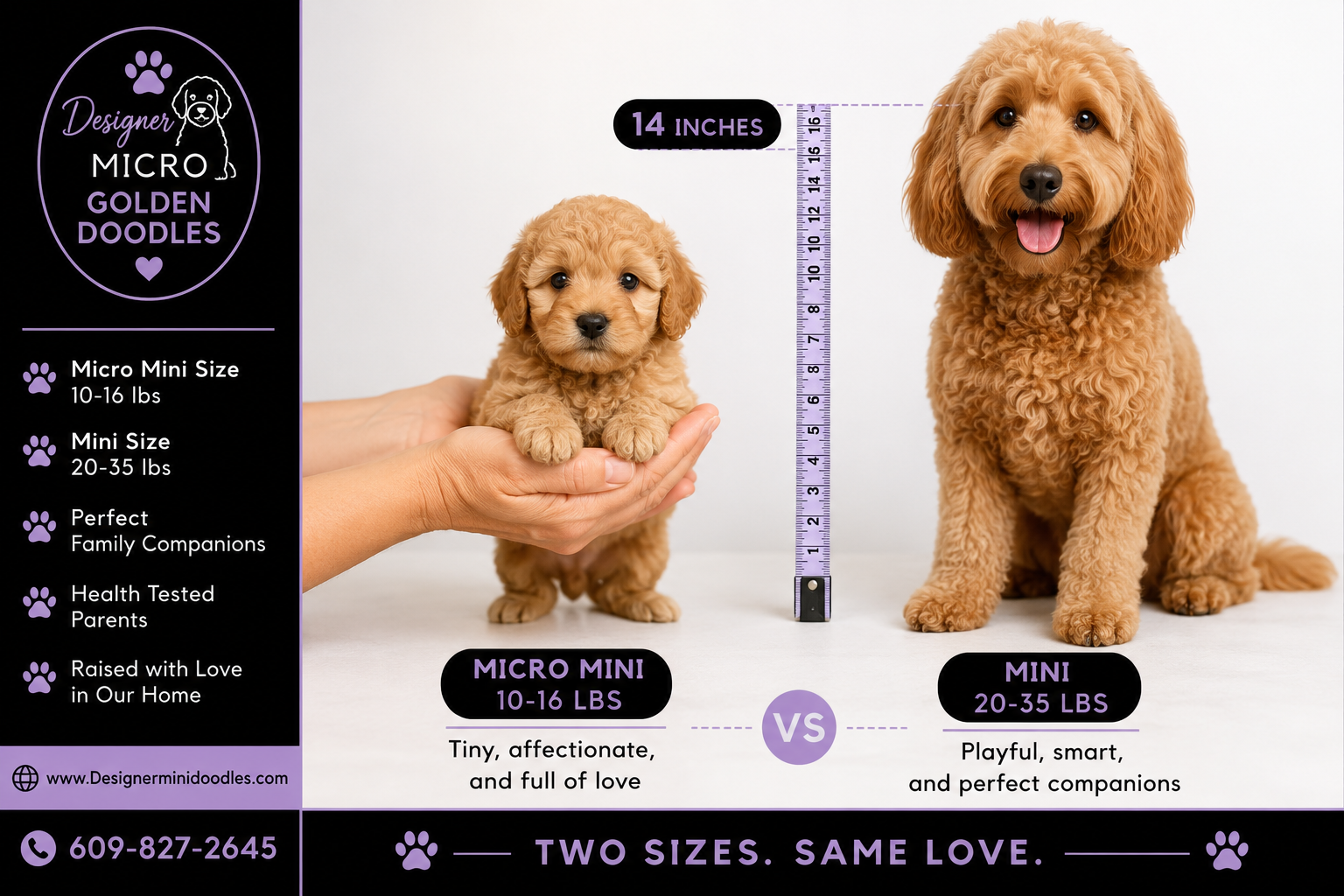 micro goldendoodle for sale New Mexico