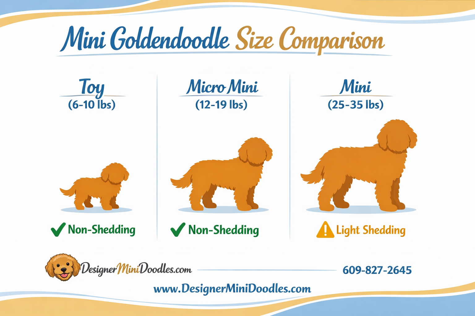 () informational infographic showing mini goldendoodle size comparison chart with three columns: Toy (6-10 lbs) shown with a