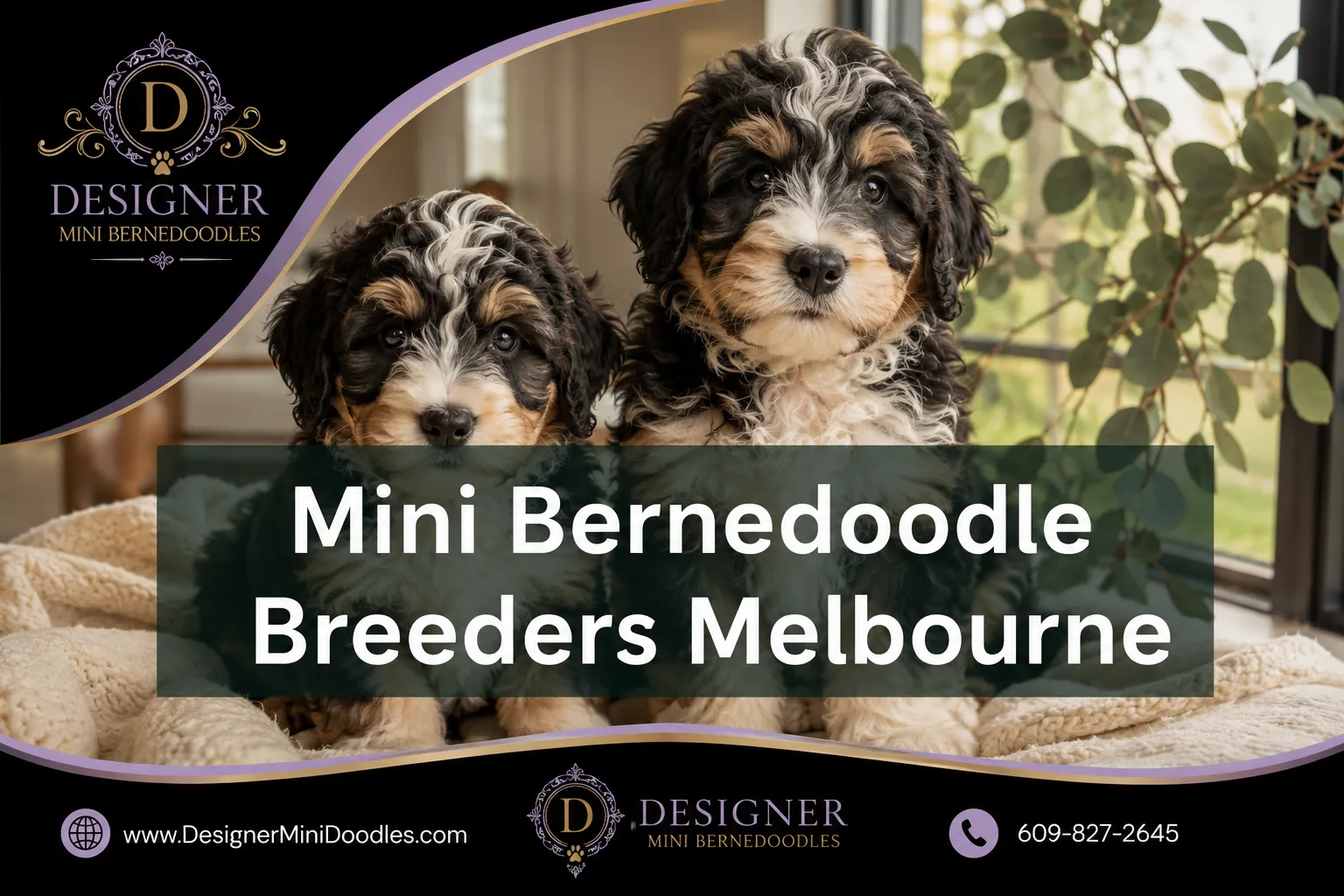 mini bernedoodle breeders Melbourne