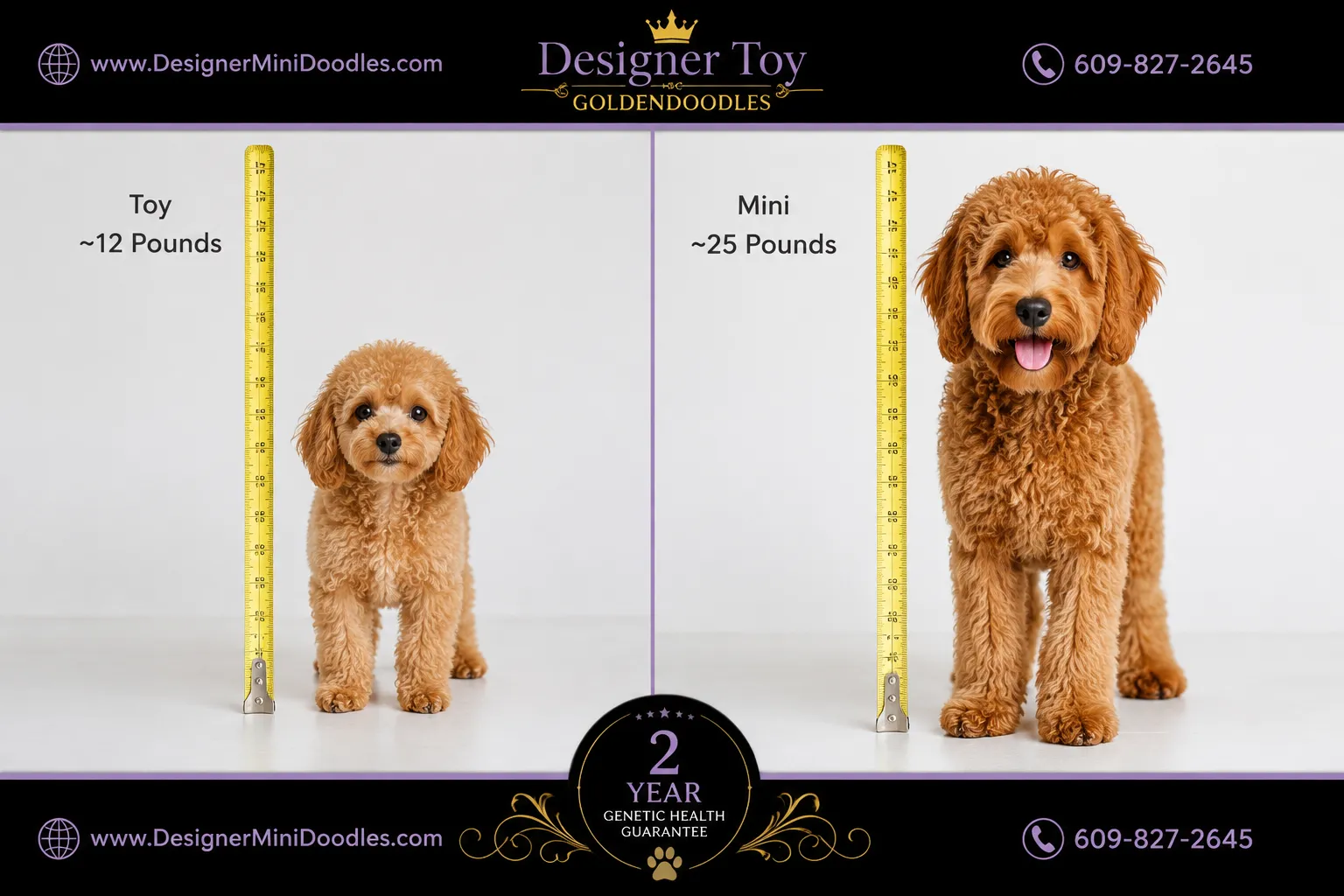Toy goldendoodle breeders in Texas: how to spot the best