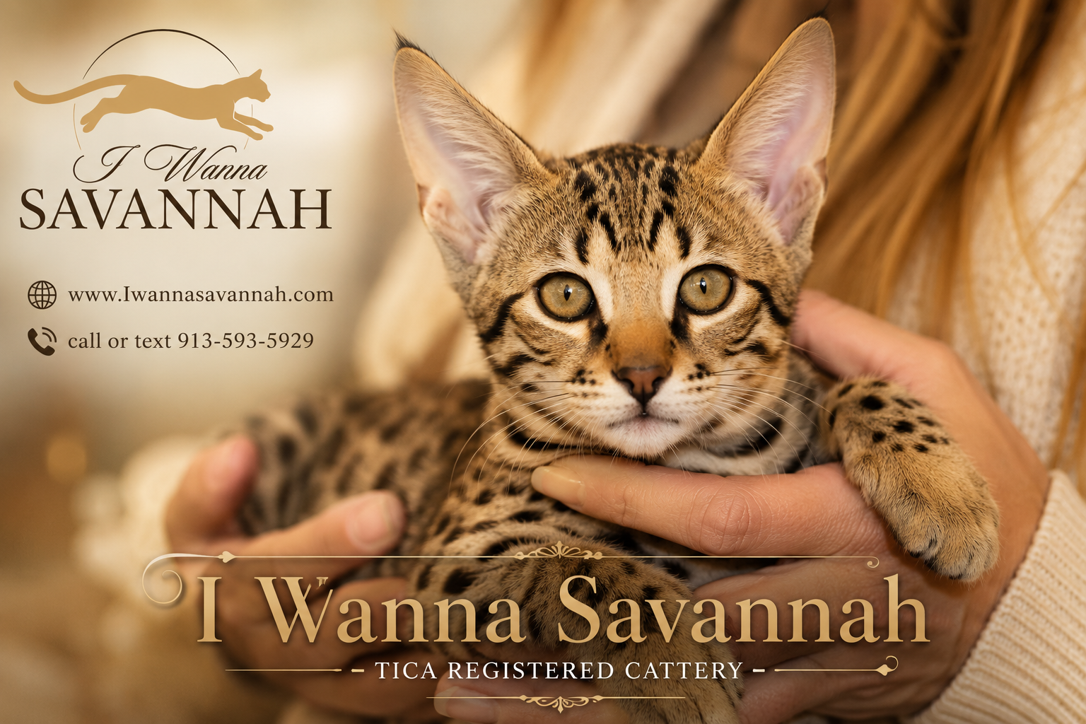 Why Does Savannah Cat Cost Vary So Much Between Breeders?