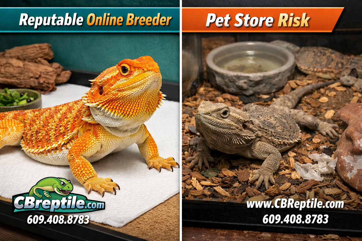 () comparison infographic-style image split into two panels: left panel shows a healthy, vibrant citrus morph bearded dragon