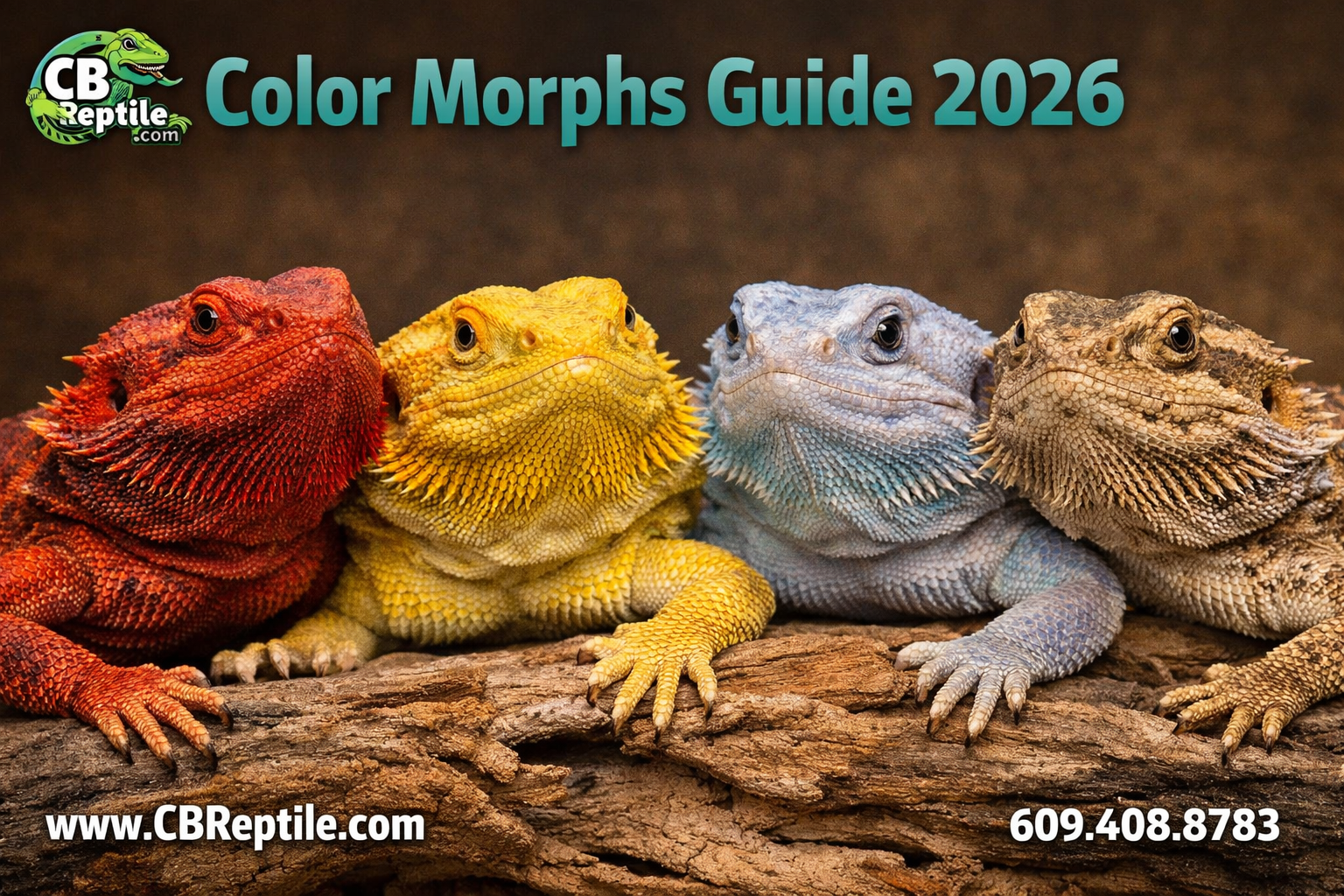 () close-up macro photography of four distinct bearded dragon color morphs arranged side by side on natural driftwood: a